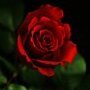 Denis_Shagarov