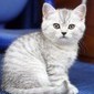 Артем Глотов