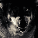 Mishka