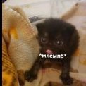 Viktoria_Mikado