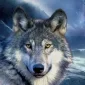 Mason_Wolf