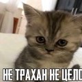 Palezhaeva