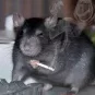 DOLLEV ForumRat