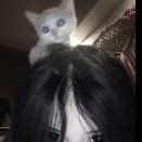 Kot_Lopatin