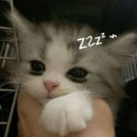 Mint_Flaneks
